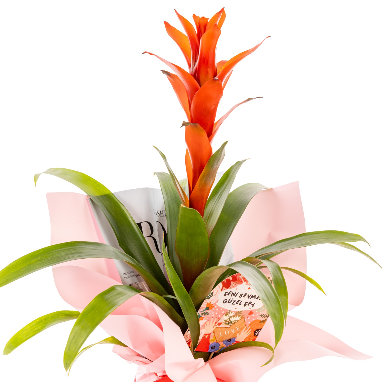 Romantic Flame Guzmanya