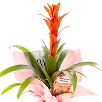Romantic Flame Guzmanya