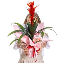 Romantic Flame Guzmanya