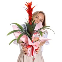 Romantic Flame Guzmanya