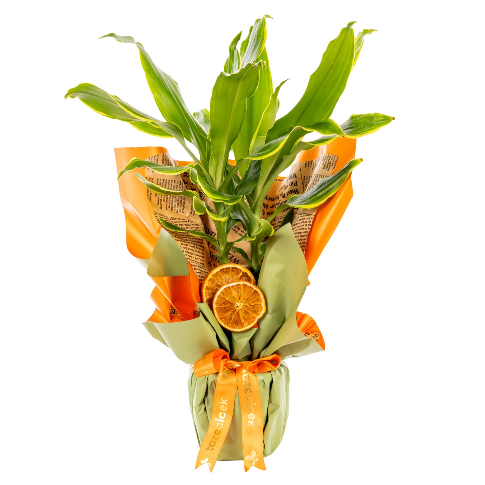 Citrus Glow Dracena