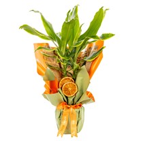 Citrus Glow Dracena