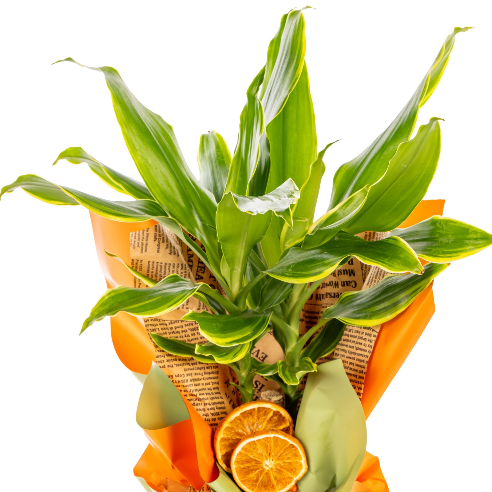 Citrus Glow Dracena
