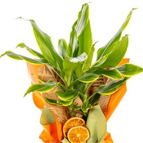Citrus Glow Dracena