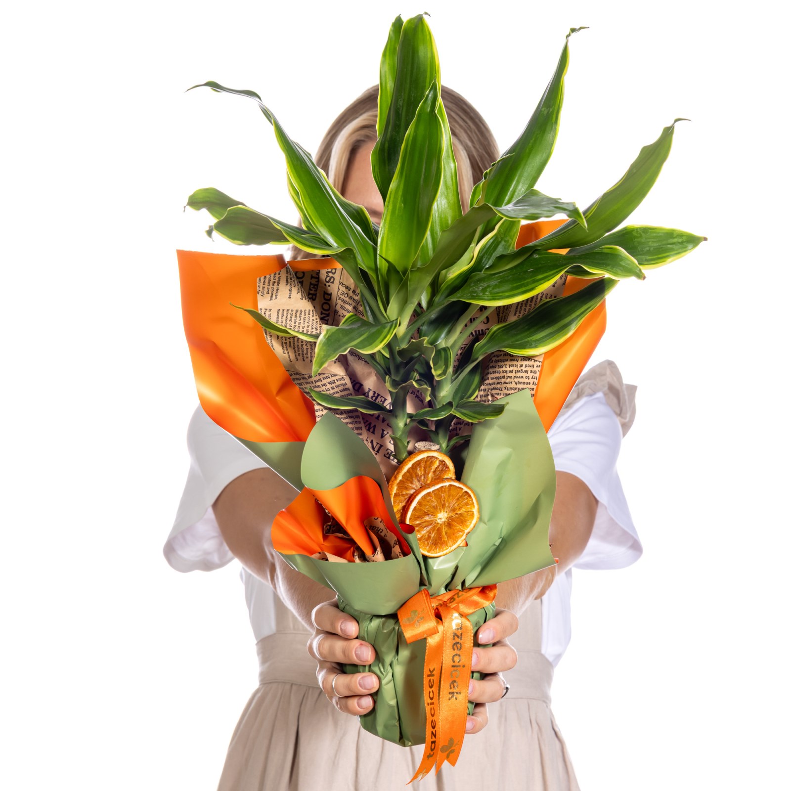Citrus Glow Dracena