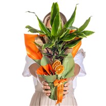 Citrus Glow Dracena