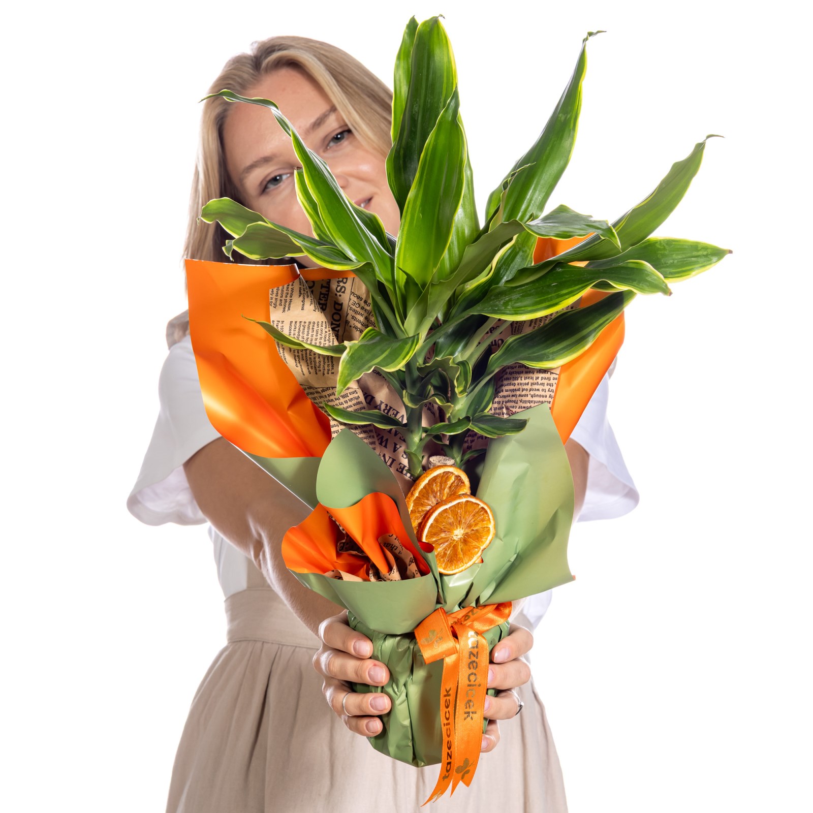Citrus Glow Dracena