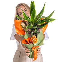 Citrus Glow Dracena