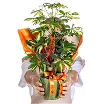 Tropical Harmony Şeflera Bitkisi