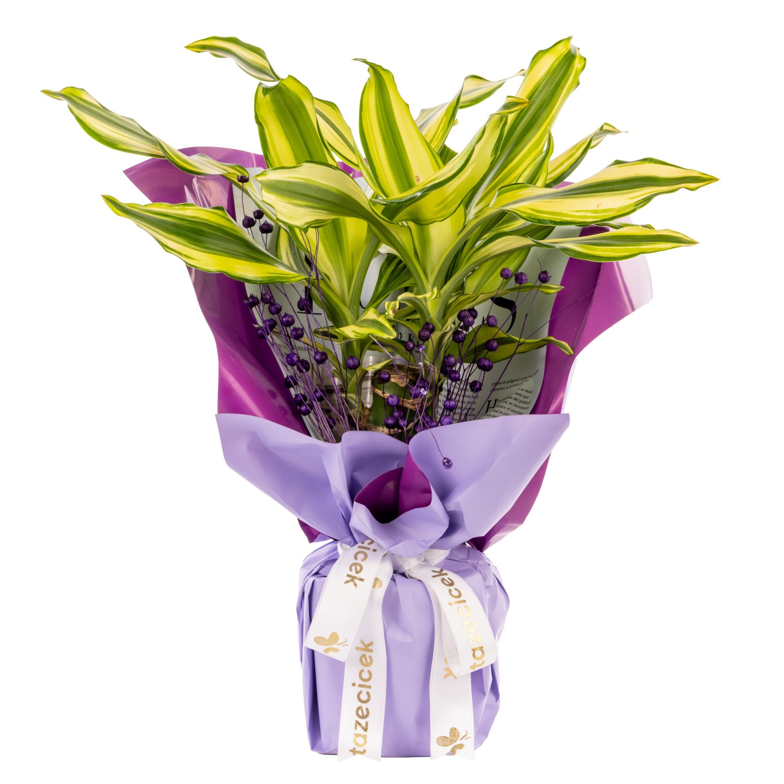 Purple Glow Dracena