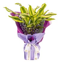 Purple Glow Dracena