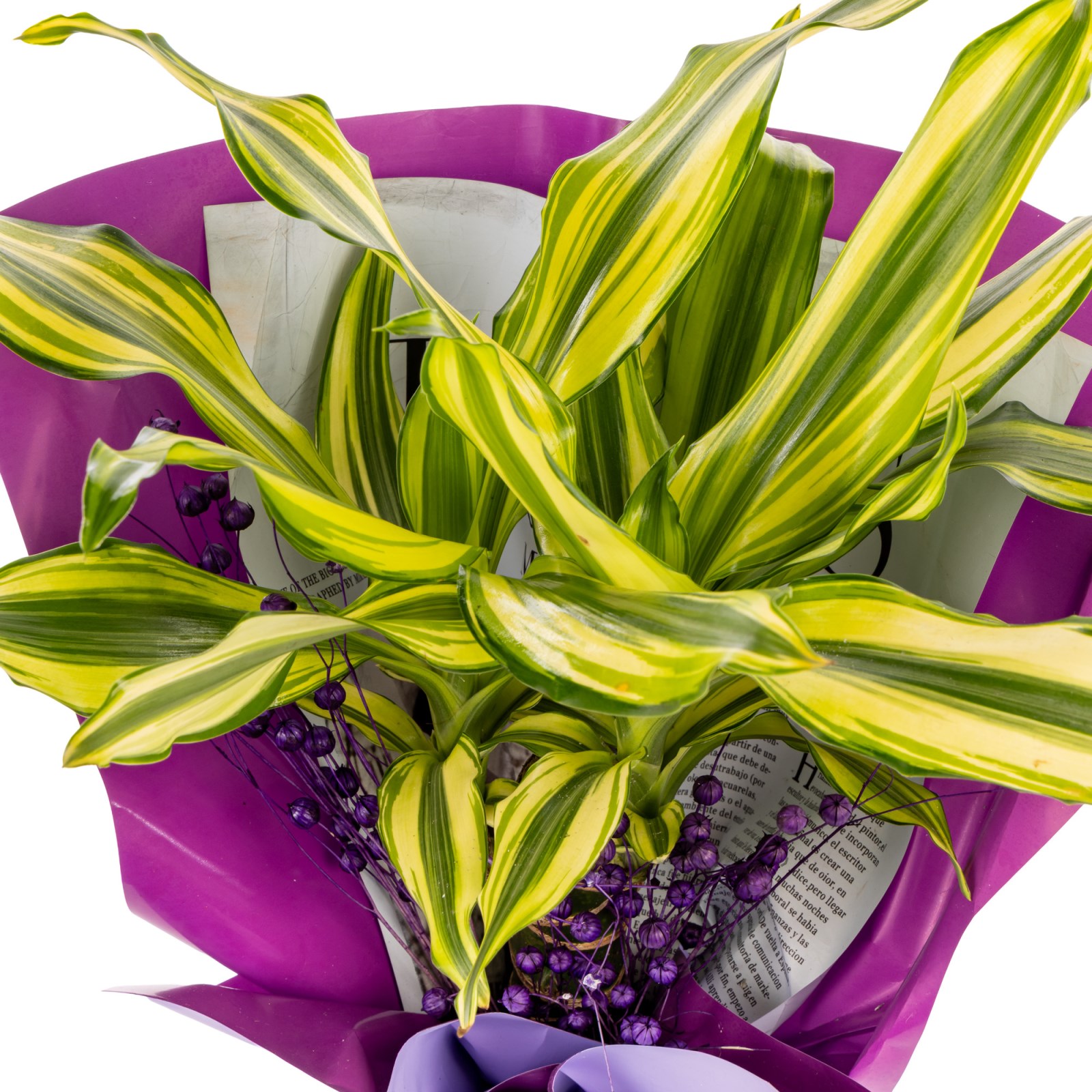 Purple Glow Dracena