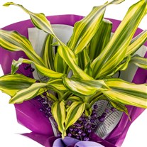 Purple Glow Dracena