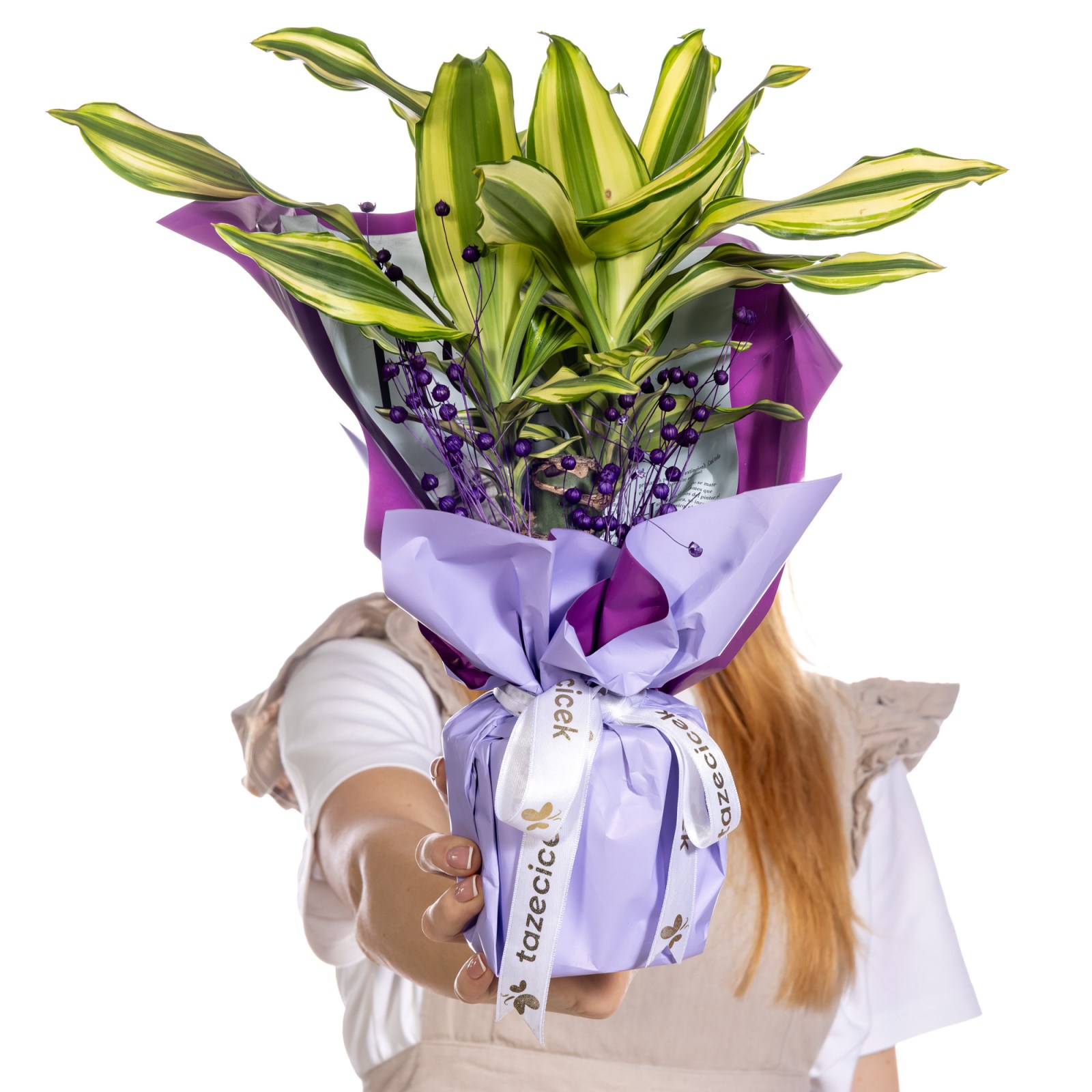 Purple Glow Dracena