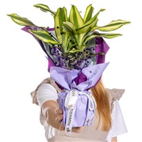 Purple Glow Dracena