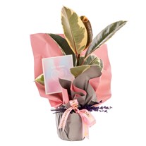 Lavender Dream Ficus