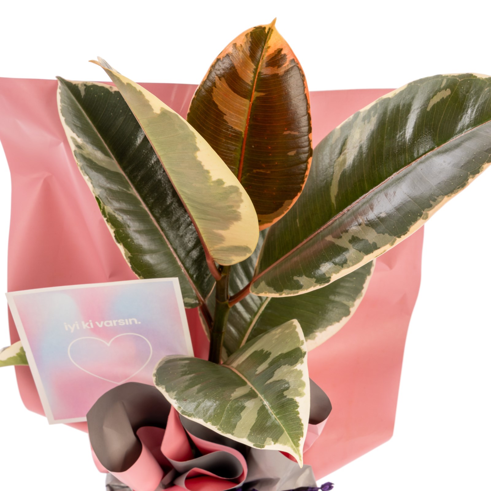 Lavender Dream Ficus