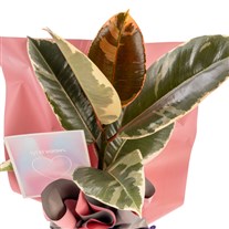 Lavender Dream Ficus