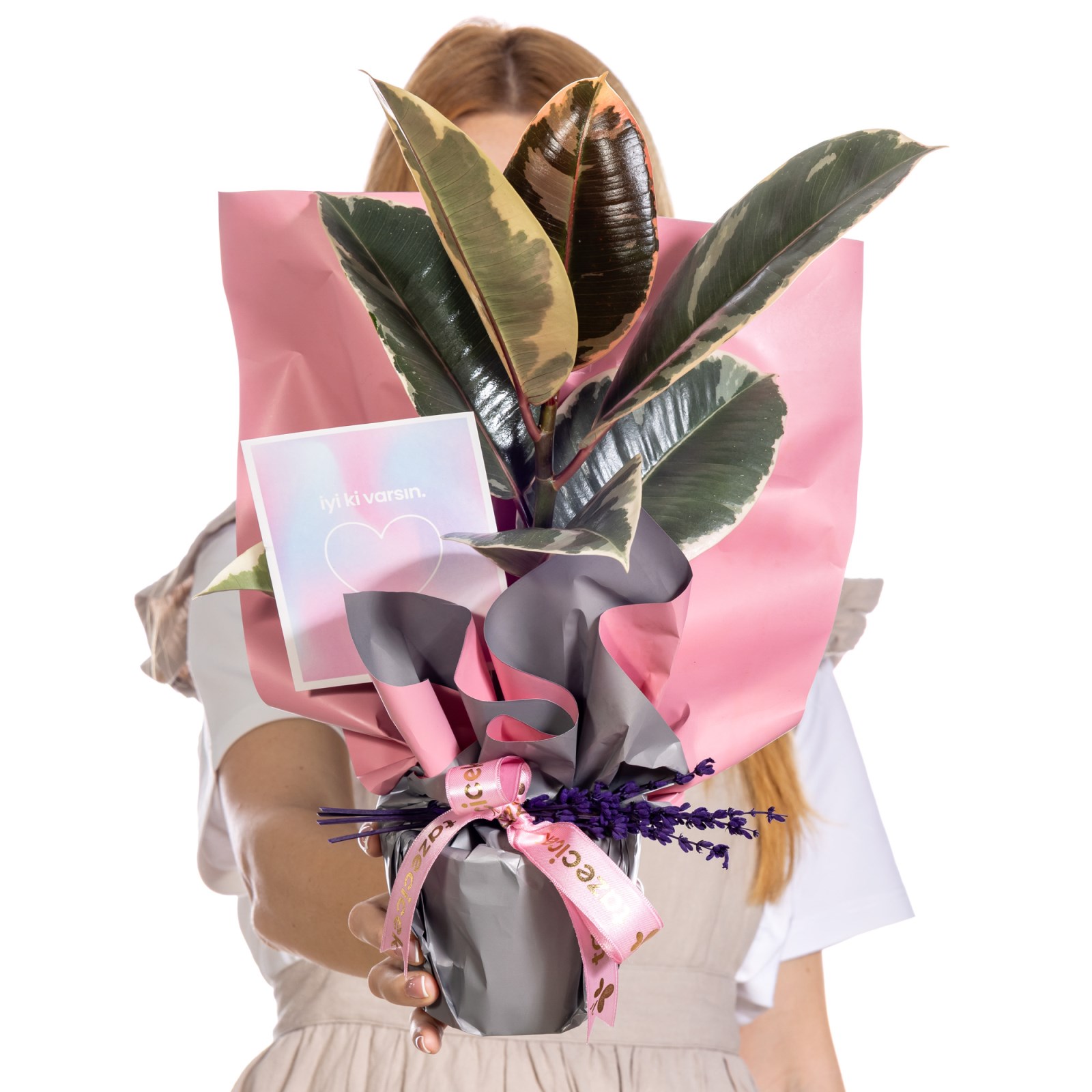 Lavender Dream Ficus