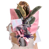 Lavender Dream Ficus