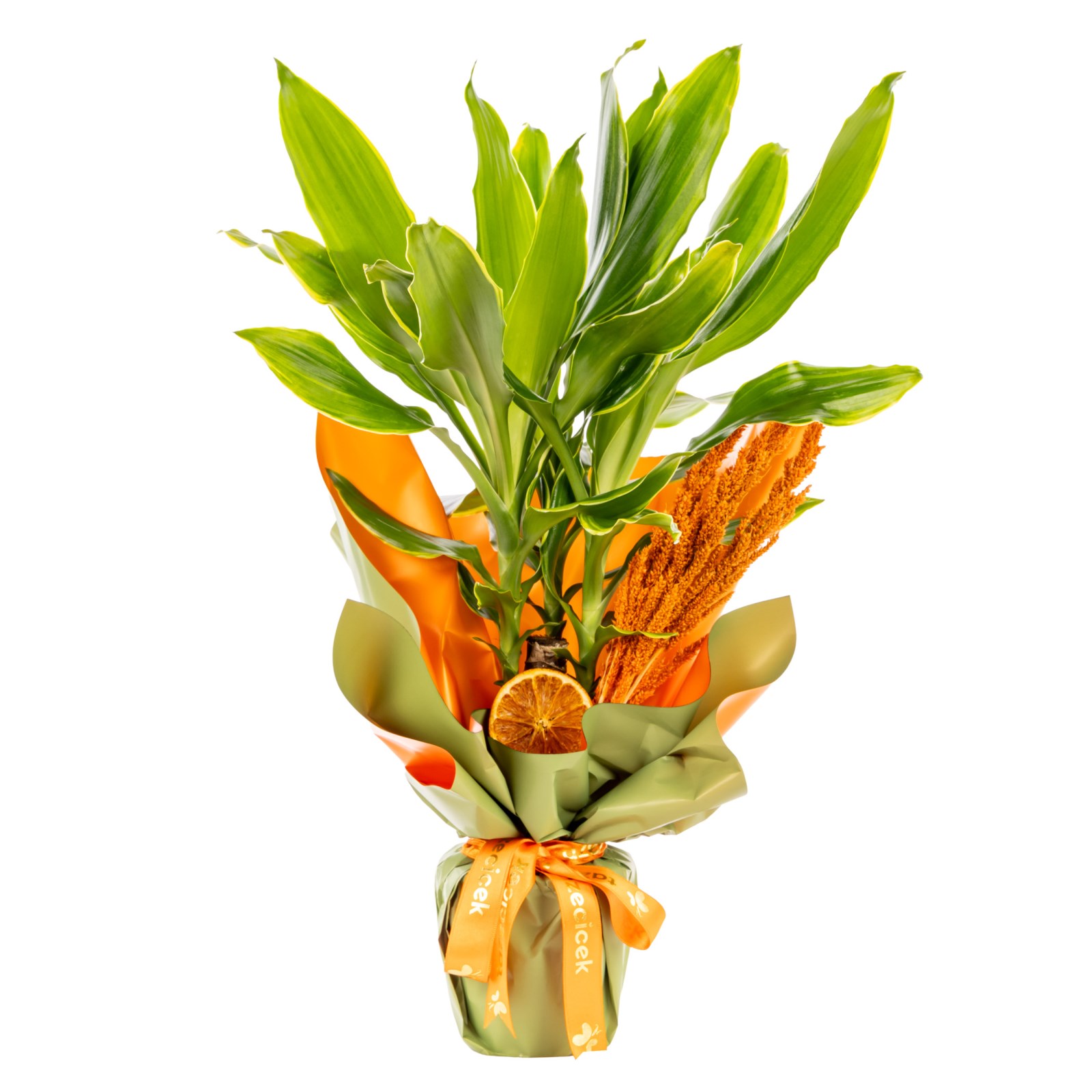 Tropical Light Dracena