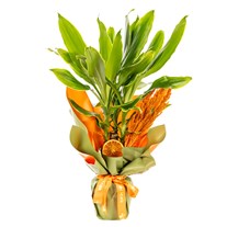 Tropical Light Dracena