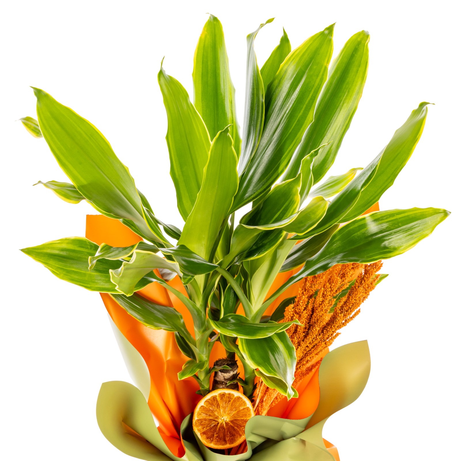 Tropical Light Dracena