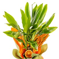 Tropical Light Dracena