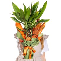 Tropical Light Dracena
