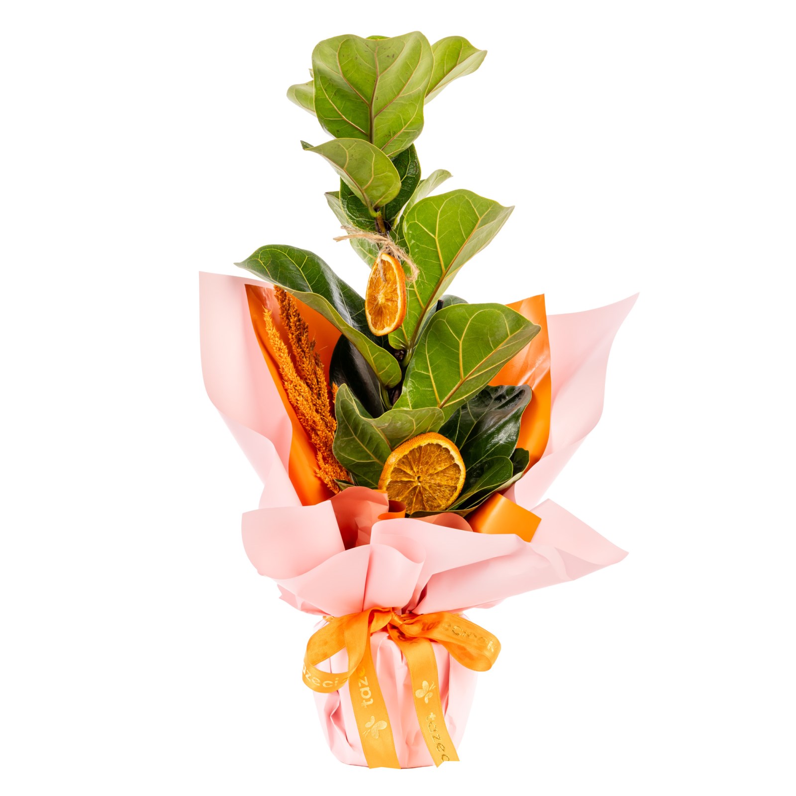 Orange Bloom Ficus Lyrata