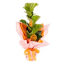 Orange Bloom Ficus Lyrata