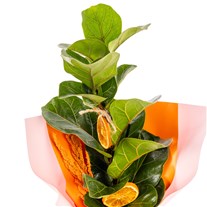 Orange Bloom Ficus Lyrata