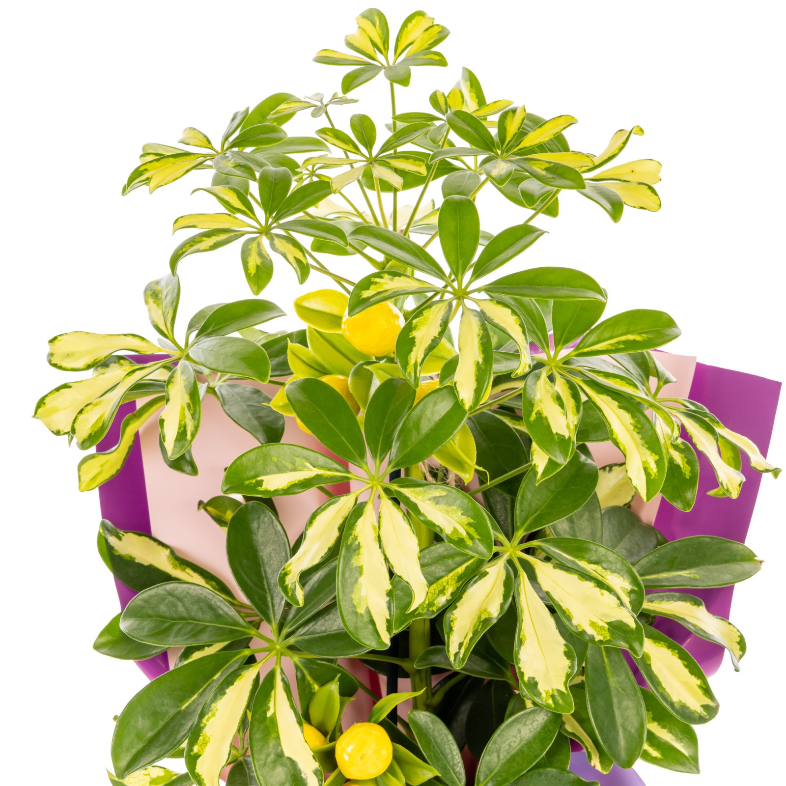 Lemon Glow Şeflera