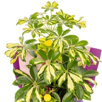 Lemon Glow Şeflera