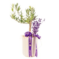 Purple Harmony Zeytin Ağacı
