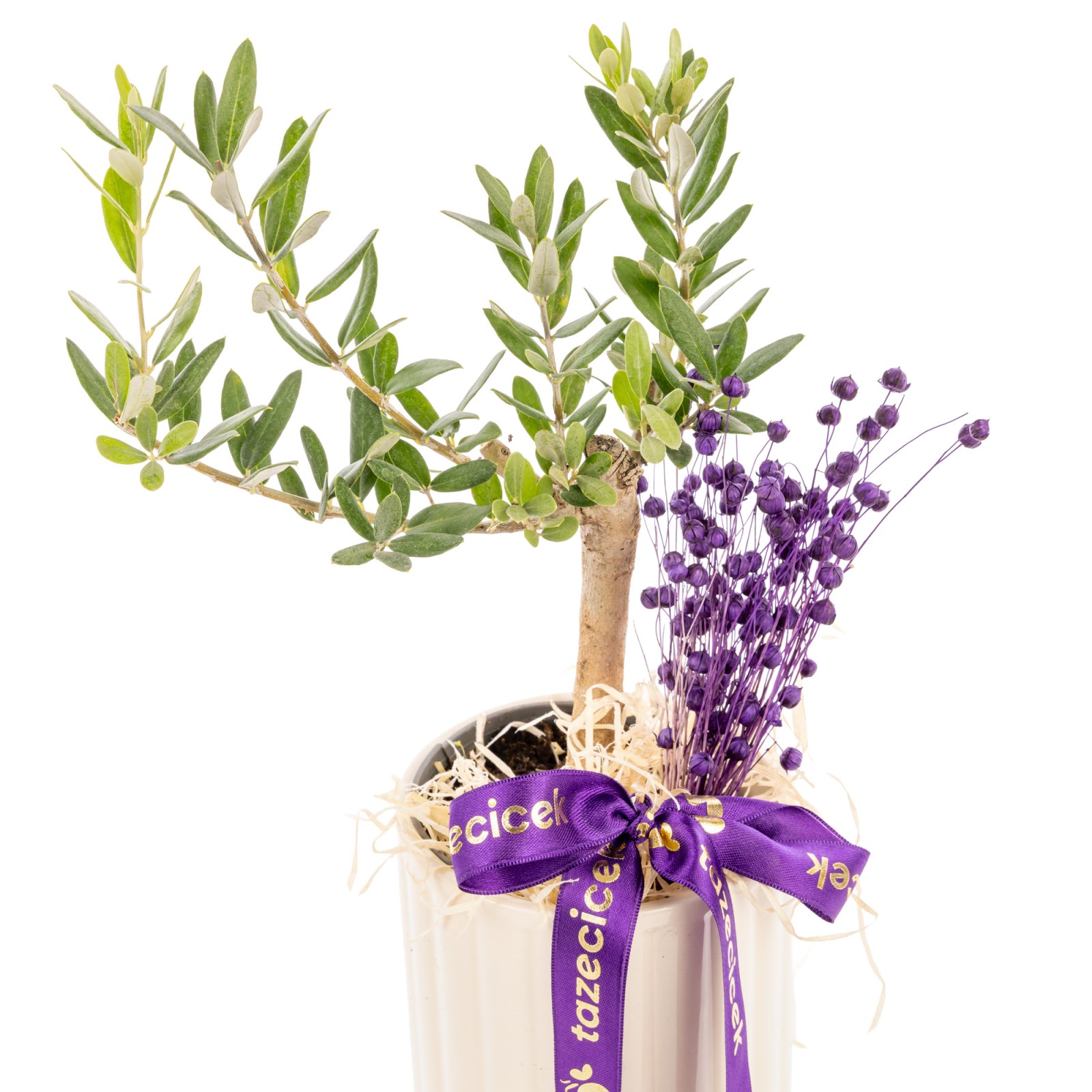 Purple Harmony Zeytin Ağacı