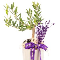 Purple Harmony Zeytin Ağacı
