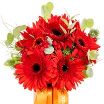 Crimson Flame Kırmızı Gerbera Vazosu