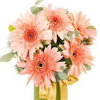 Peach Whisper Pembe Gerbera Vazosu