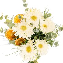 Citrus Melody Beyaz Gerberalar