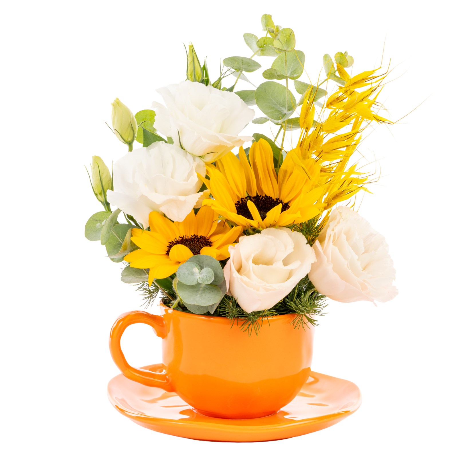 Sunny Cup Günebakan & Lisyantus