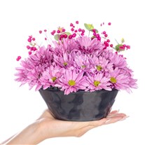 Rosy Harmony Kasımpatı Aranjmanı