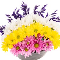 Rainbow Bloom Kasımpatı Aranjmanı