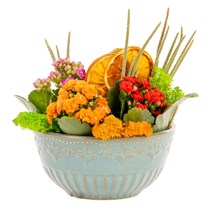 Citrus Joy Kalanşo Bahçesi