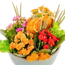 Citrus Joy Kalanşo Bahçesi