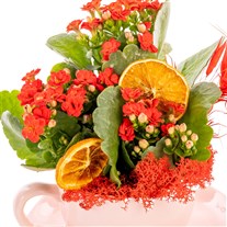 Red Charm Kalanşo Fincan Aranjmanı
