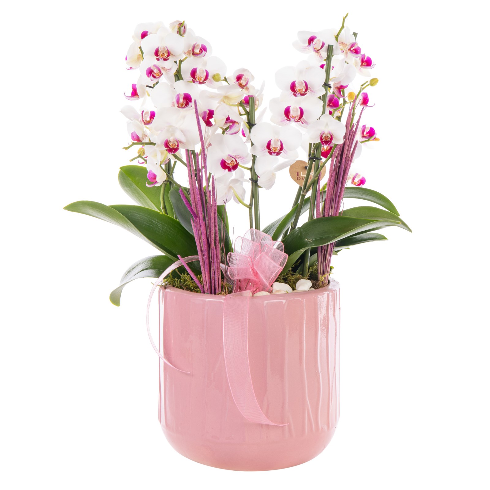 Elegance Duetto Orkide