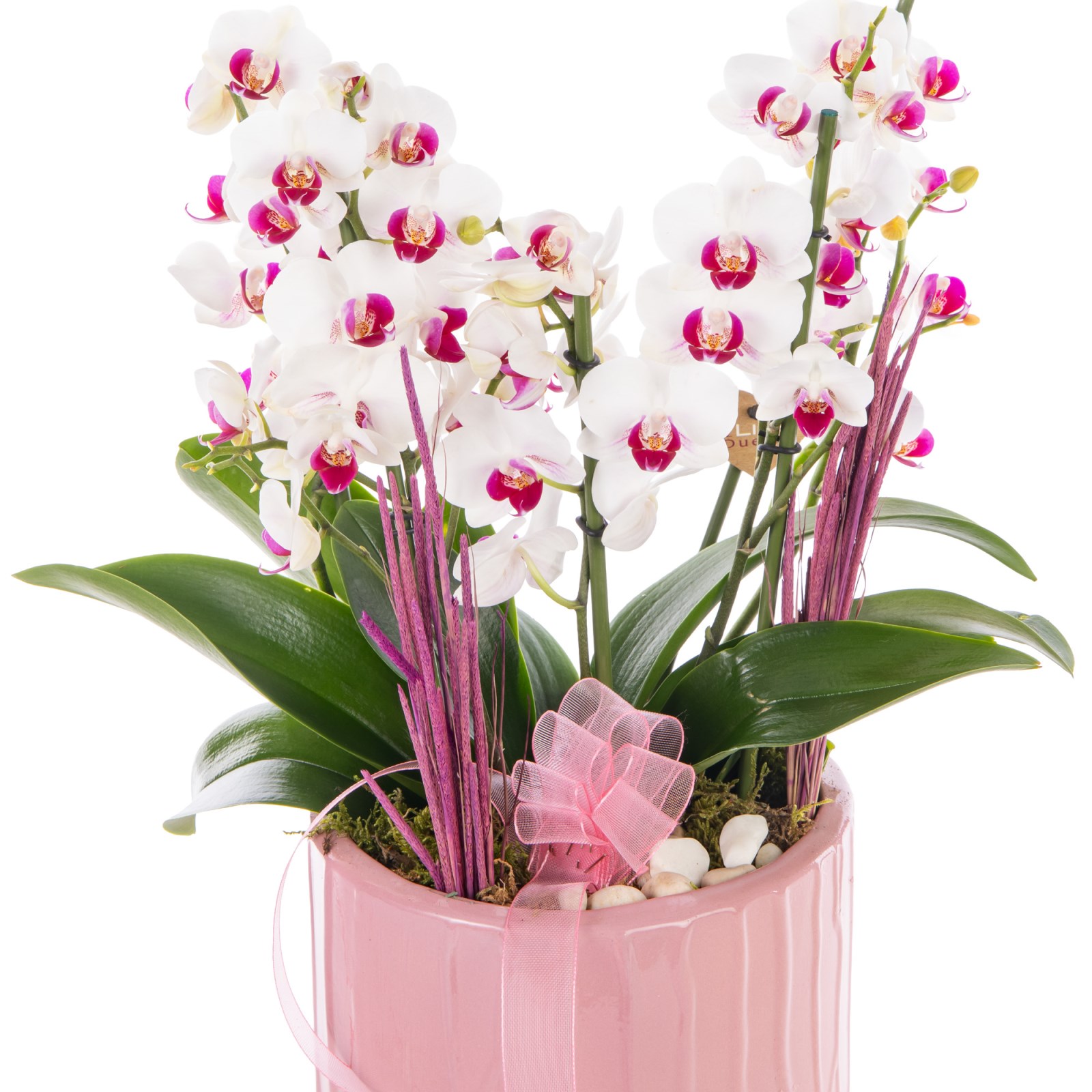 Elegance Duetto Orkide