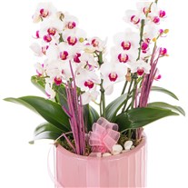 Elegance Duetto Orkide