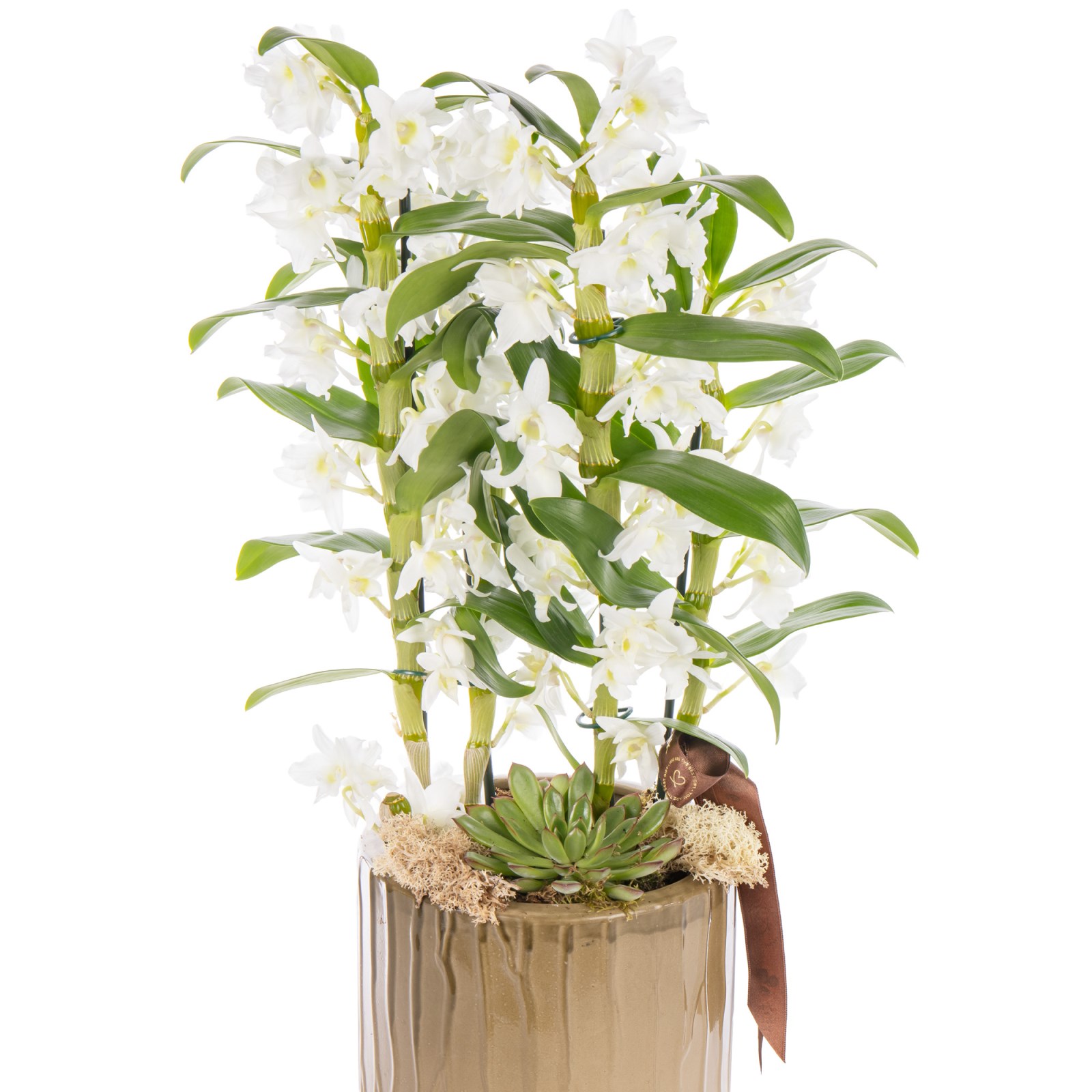 White Dendrobium Deluxe Orkide